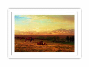 Buffalo on the Plains, c.1890