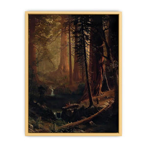 Giant Redwood Trees of California