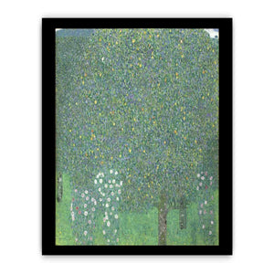 Roses Under the tree 1905