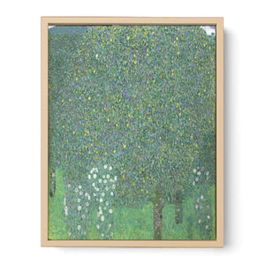 Roses Under the tree 1905