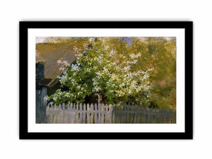 Bird cherry, beginning