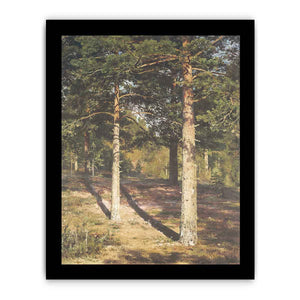 The Sun Lit Pines