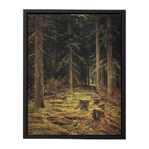 Coniferous forest