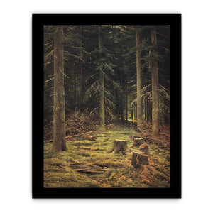 Coniferous forest
