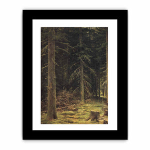 Coniferous forest