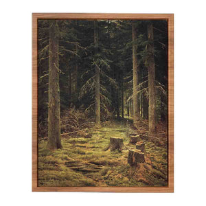 Coniferous forest