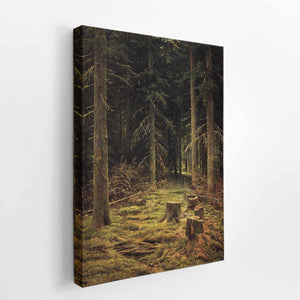 Coniferous forest