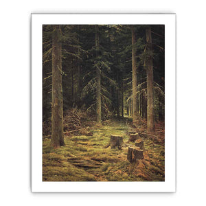 Coniferous forest