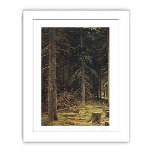 Coniferous forest
