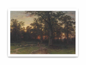 Forest in the evening