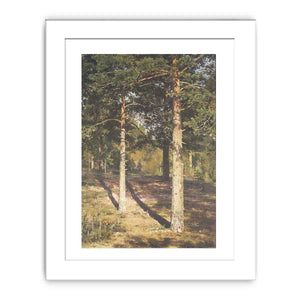 The Sun Lit Pines