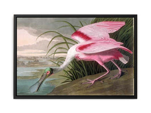 Roseate Spoonbill, Platalea leucorodia, 1836