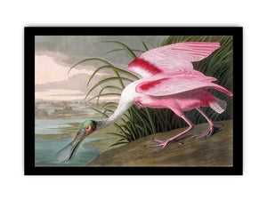 Roseate Spoonbill, Platalea leucorodia, 1836