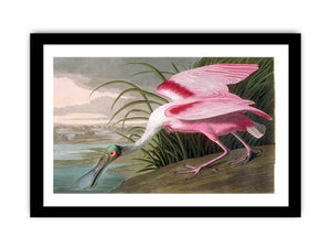 Roseate Spoonbill, Platalea leucorodia, 1836