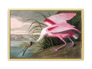 Roseate Spoonbill, Platalea leucorodia, 1836