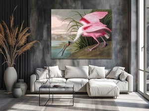 Roseate Spoonbill, Platalea leucorodia, 1836