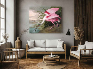 Roseate Spoonbill, Platalea leucorodia, 1836