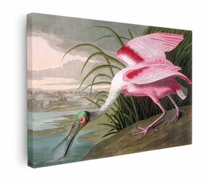 Roseate Spoonbill, Platalea leucorodia, 1836