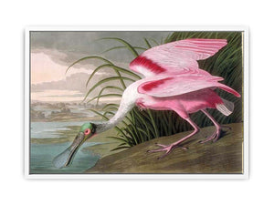 Roseate Spoonbill, Platalea leucorodia, 1836