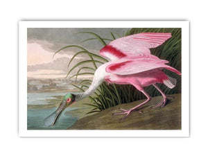 Roseate Spoonbill, Platalea leucorodia, 1836