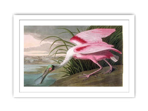 Roseate Spoonbill, Platalea leucorodia, 1836