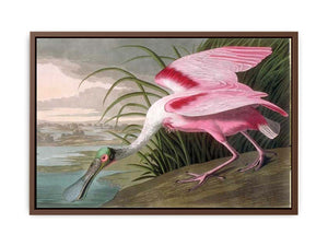 Roseate Spoonbill, Platalea leucorodia, 1836