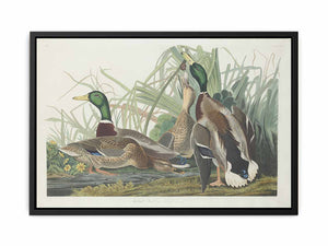 Mallard Duck (Plate 221)