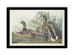 Mallard Duck (Plate 221)