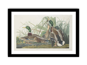 Mallard Duck (Plate 221)