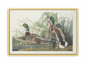 Mallard Duck (Plate 221)