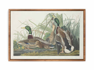 Mallard Duck (Plate 221)