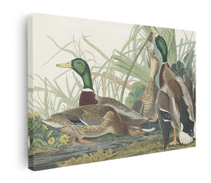 Mallard Duck (Plate 221)