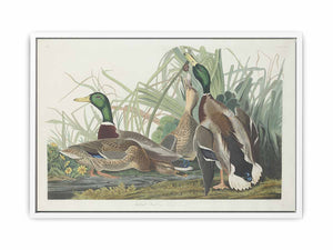 Mallard Duck (Plate 221)
