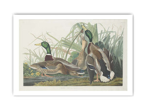Mallard Duck (Plate 221)