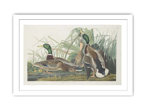 Mallard Duck (Plate 221)