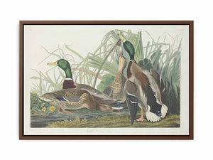 Mallard Duck (Plate 221)