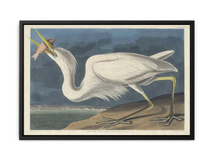 Great White Heron (Plate Cclxxxi)