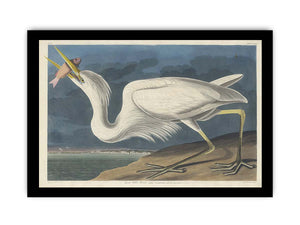 Great White Heron (Plate Cclxxxi)