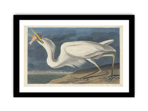 Great White Heron (Plate Cclxxxi)