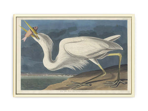 Great White Heron (Plate Cclxxxi)