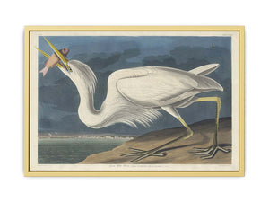 Great White Heron (Plate Cclxxxi)