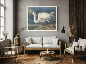 Great White Heron (Plate Cclxxxi)
