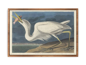 Great White Heron (Plate Cclxxxi)
