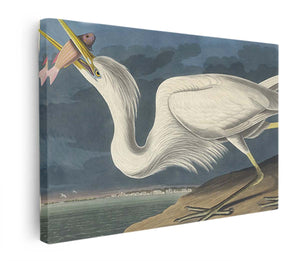 Great White Heron (Plate Cclxxxi)