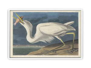 Great White Heron (Plate Cclxxxi)
