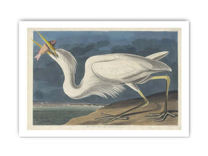 Great White Heron (Plate Cclxxxi)