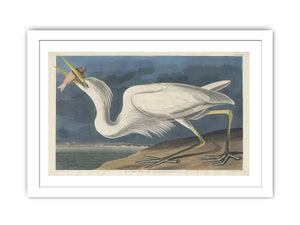 Great White Heron (Plate Cclxxxi)