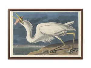 Great White Heron (Plate Cclxxxi)