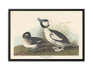 And Buffel-Headed Duck