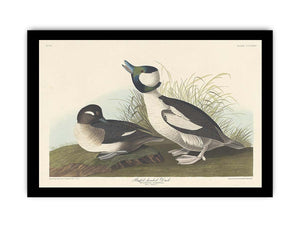 And Buffel-Headed Duck